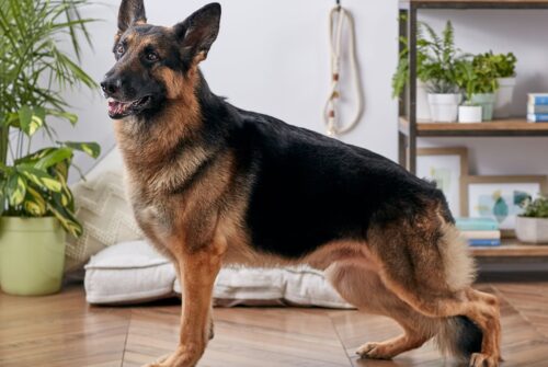 How can Ham help your German Shepherd?